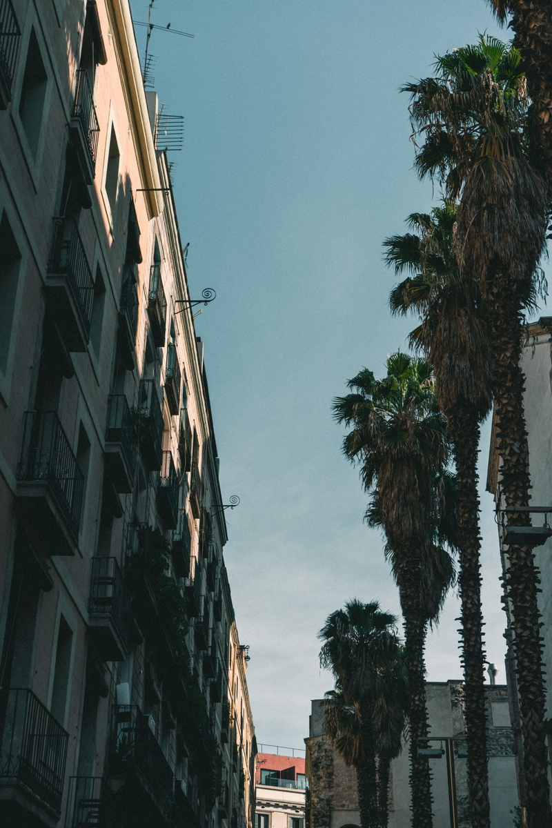 asphalt, water, sonyalpha, palm, plant, palm tree, growth, apartment, streetphoto, city, tarmac, day, barcelona, 5K, arecaceae, sony, sky, spain, lamp post
