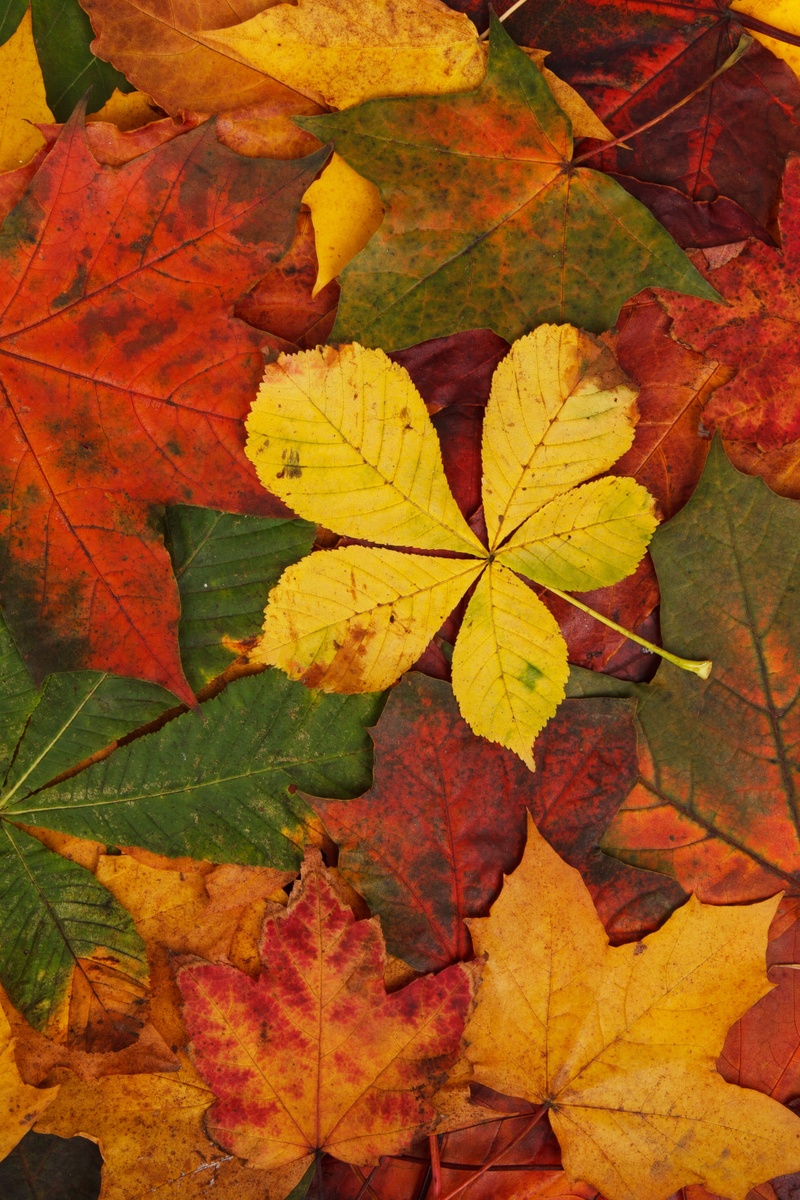 autumn collection, leaves, season, natural pattern, maple, fall, tree, green, no people, backgrounds, day, brown, natural condition, red, maple leaf, dry