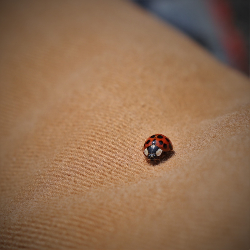 spotted, beetle, brown, animal, screen, life, natural, close-up, land, republic of korea, black, orange, background image, soft light, high angle view