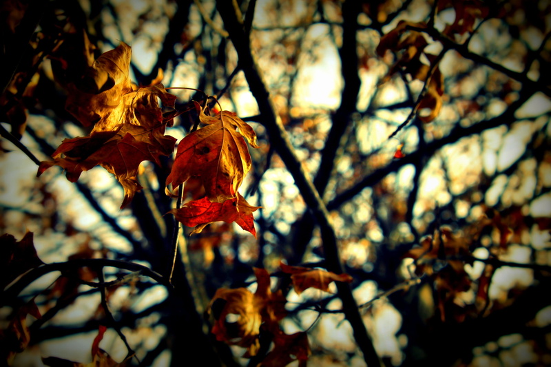 vulnerability, leaf, natural, pattern, season, nature, seasonal, decoration, design, forest, Leaves, texture, brown, color, close-up, orange, growth, cherry blossom