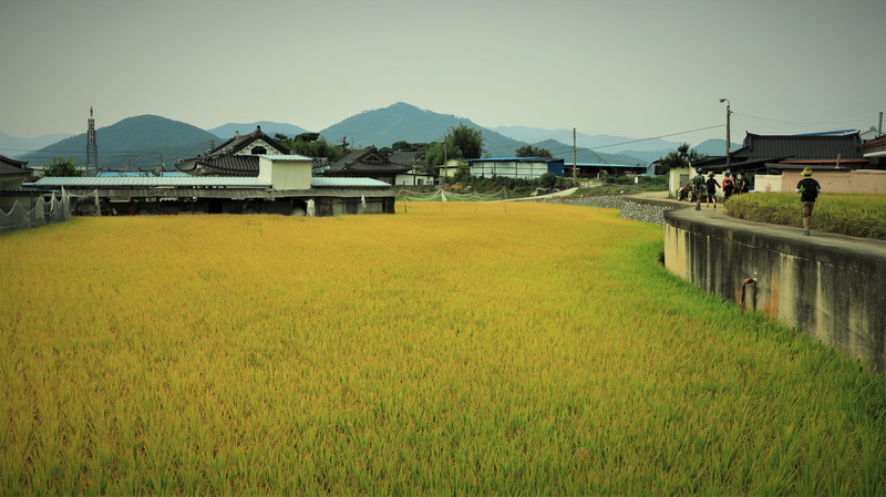plants, harvesting, land, field, korea, abstract, korean, rice, country, seasonal, rice plant, tree, peasant, 5K, sky, autumn, the farm, building exterior