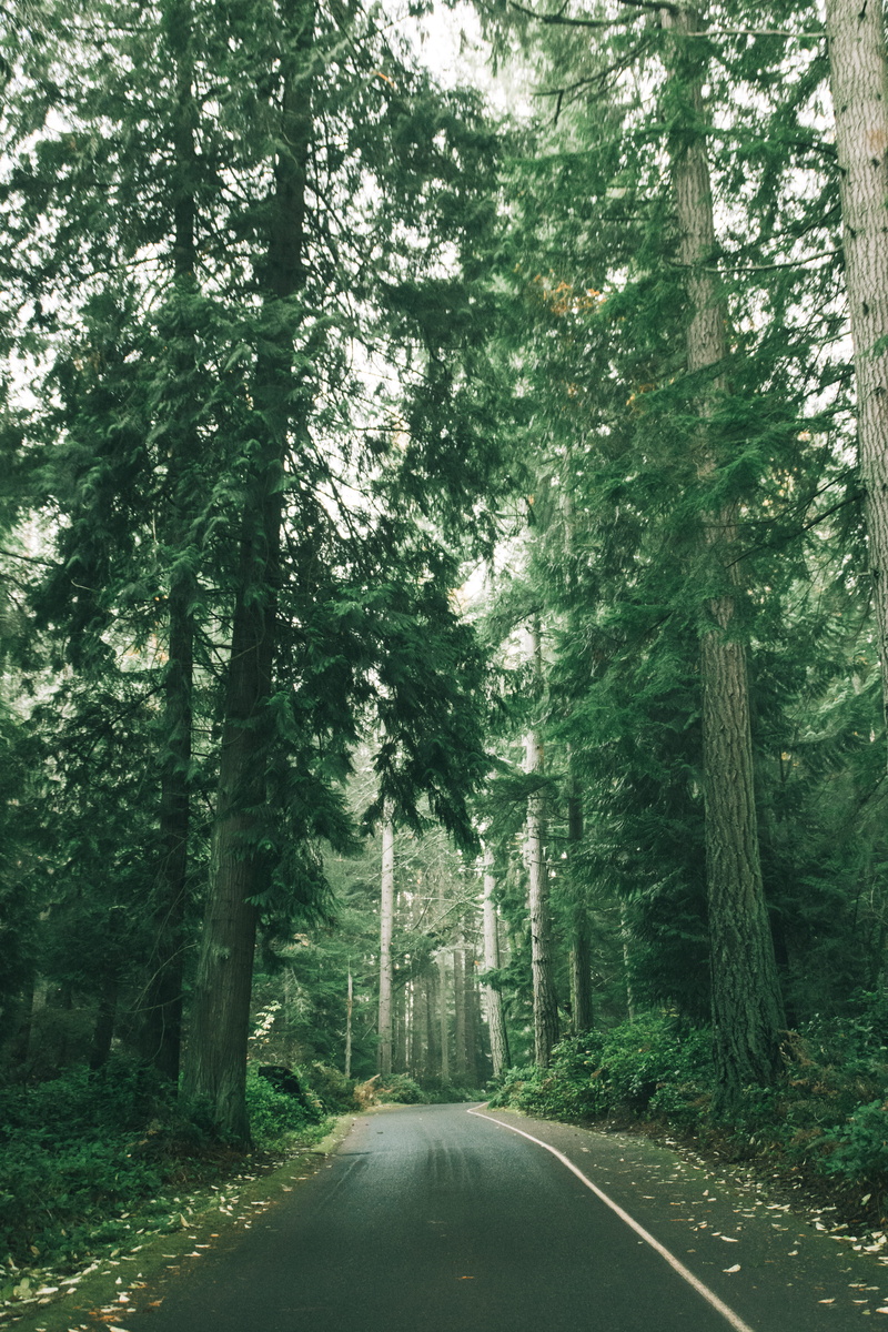 evergreen, trunk, transportation, direction, washington, tranquility, 5K, no people, growth, pacific north west, road, nature, tree, day, tranquil scene