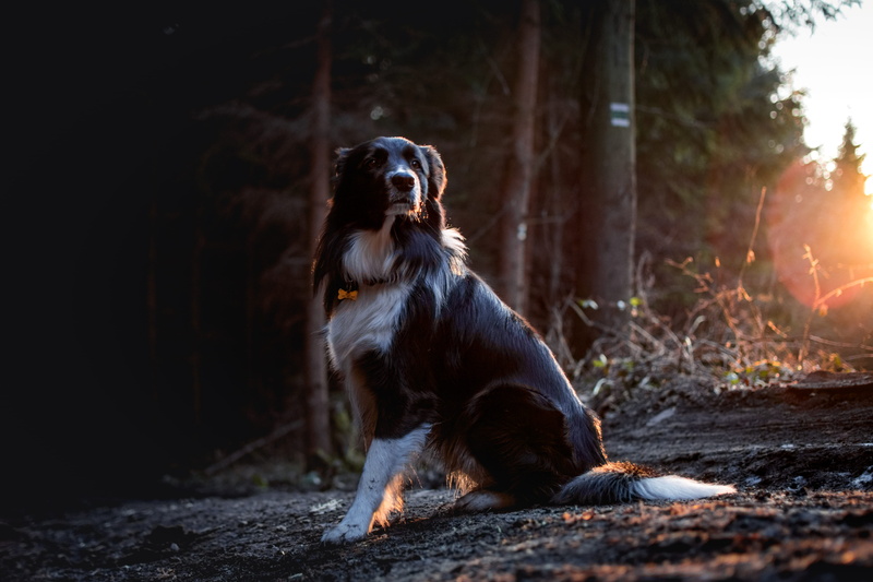 forest, sitting, outdoors, 5K, beautiful, mammal, animal themes, bordercollie, one animal, white, nature, no people, land, road, peace, woodland, pet