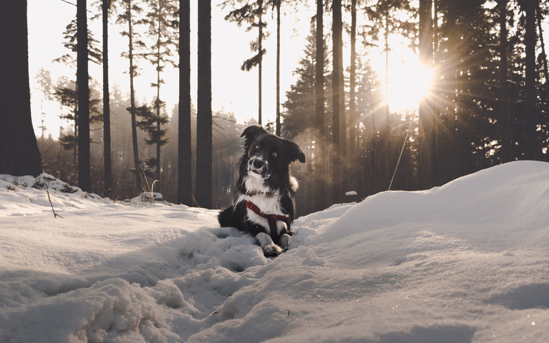 canine, no people, cold temperature, forest, czech, land, sunrise, covering, beautiful, vertebrate, sun, animal themes, sunlight, sky, lens flare