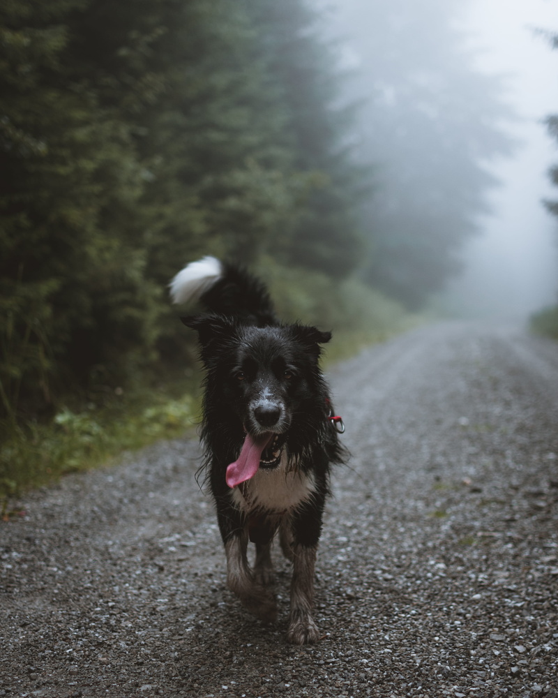 one Animal, misty, animal, love, path, mist, foggy, friendship, pathway, bordercollie, outdoors, black Color, small, beautiful, tree, looking, breed, canine