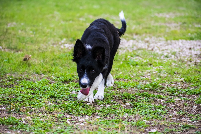 bordercollie, cleo, domestic, plant, day, 5K, mammal, looking at camera, animal themes, pets, animal, green color, dog, photo, colorcorrection, domestic animals