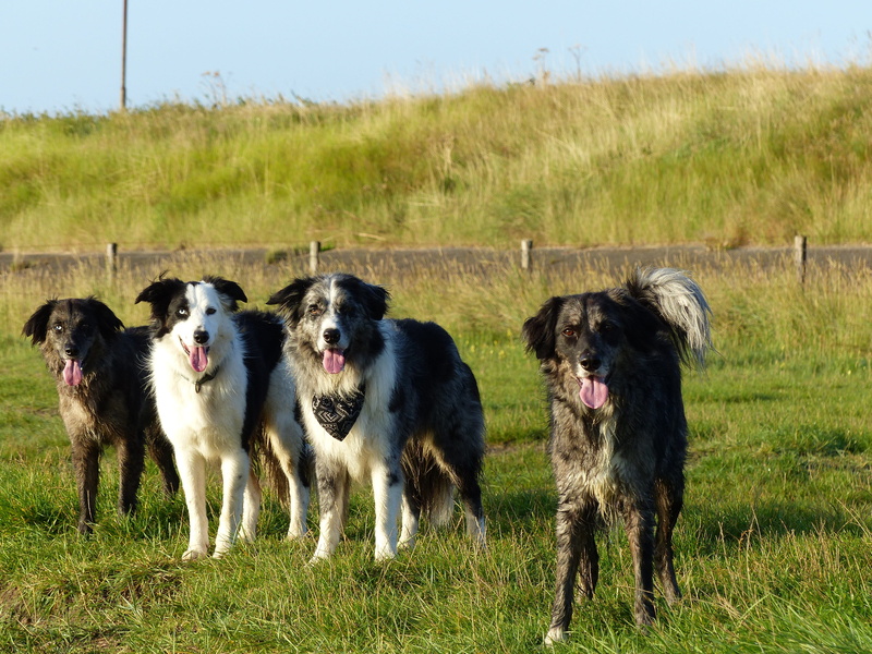 4K, mammal, pasture, rural Scene, domestic Animals, land, three animals, tricolor, agriculture, Family, blue merle, meadow, group Of Animals, farm, Border Collie