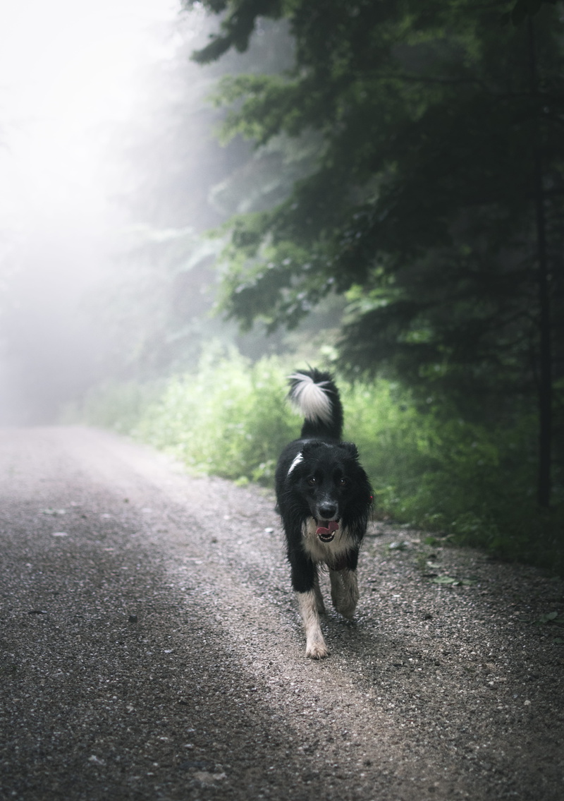 gutské peklo-národní přírodní rezervace, vertebrate, transportation, jog, nature, tongue, outdoor, mist, mouth open, bordercollie, running, třinec, czechia