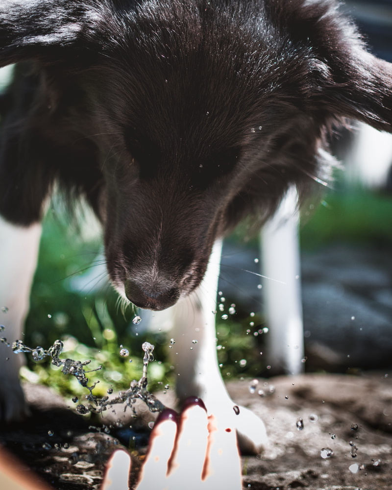 close-up, drinking, 4K, dog, funny, summer, waterdrops, domestic animals, czechia, pets, hand, sun, fun, domestic, one animal, human hand, vertebrate