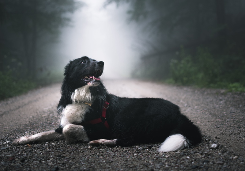 atmosphere, park - Man Made Space, black Color, short, rain, white, tree, path, animal Tongue, shepherd, looking, 5K, walk, obedience, summer, floor, foggy