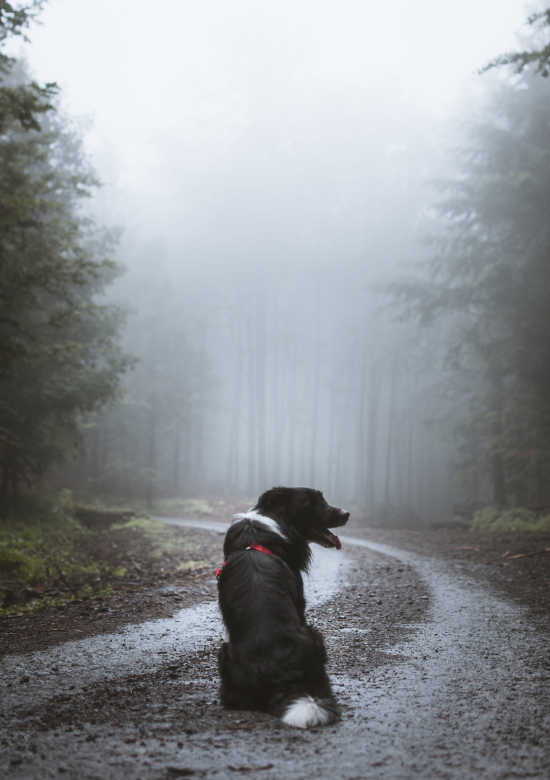 cute, pets, walking, scenery, outdoors, haze, walk, fog, buddy, friendship, tree, animal, purebred Dog, moody, folk, bordercollie, looking, road, dog, friend