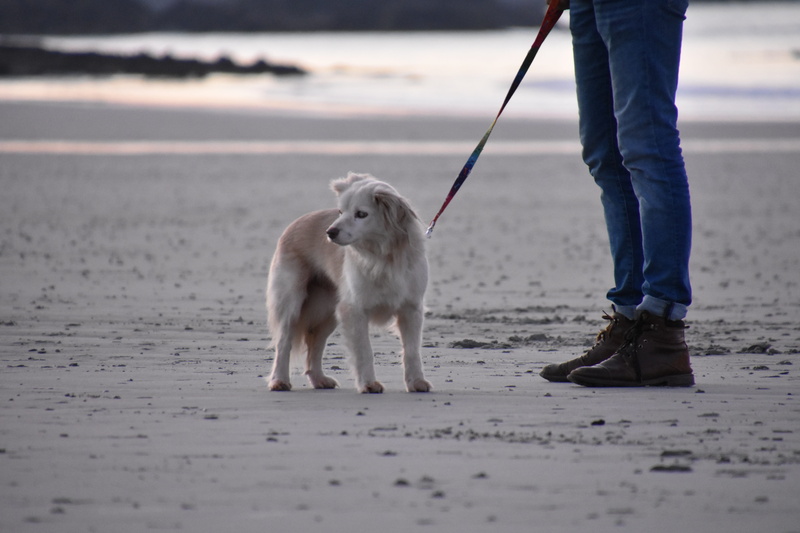 mammal, pets, selective focus, pet leash, body part, beach, animals, canine, 5K, jeans, animal, domestic, real people, leash, bordercollie, seaside, one animal