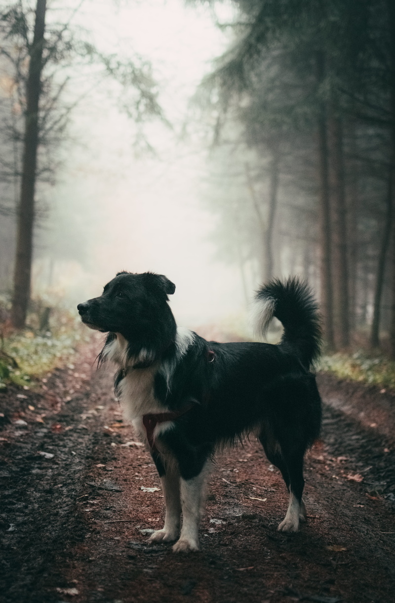 one animal, forest, atmosphere, day, coated, path, no people, vertebrate, walk, misty, 5K, land, brown, dog, bordercollie, nature, soil, domestic, black