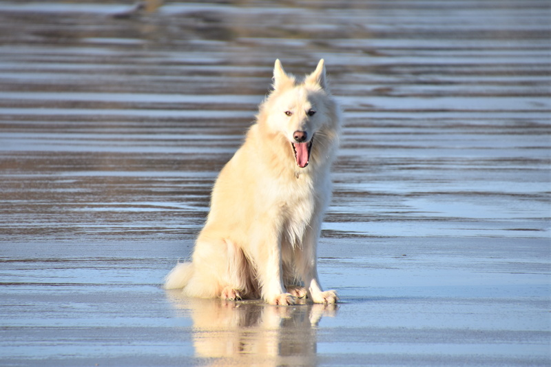 running, cute, domestic, domestic animals, motion, one animal, 5K, bordercollie, husky, white, animal, animal themes, sled dog, day, seaside, sea, no people
