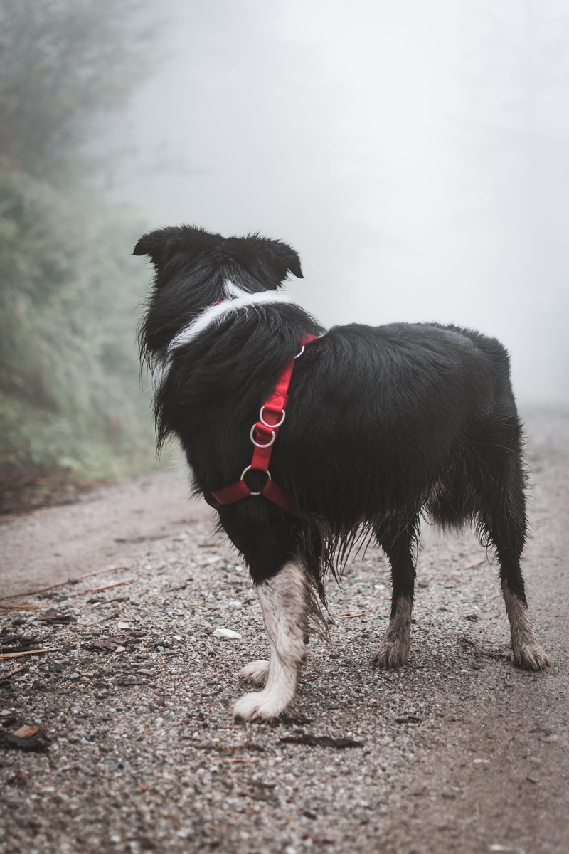 fog, domestic, no people, land, animal themes, collar, vertebrate, nature, pets, moody, adult, mammal, white, 5K, forest, outdoors, photography, green
