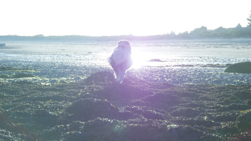 no people, sky, sea, beach, running, france, sunset, vertebrate, dog, pets, domestic, animal themes, one animal, land, beauty in nature, domestic animals