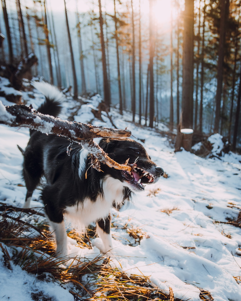 snowcapped mountain, weather, sunset, pets, day, beauty, domestic animals, sunlight, field, canine, no people, nature, cold, sun, tree, white, fun, mammal