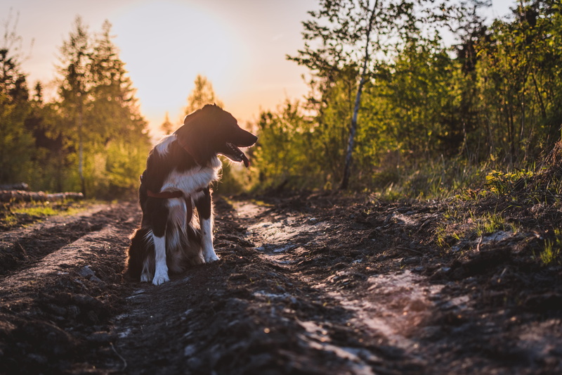  full length, tree, canine, animal themes, no people, love, domestic, clear, trees, nature, sky, view, sunlight, pets, backlight, sunset, outdoors