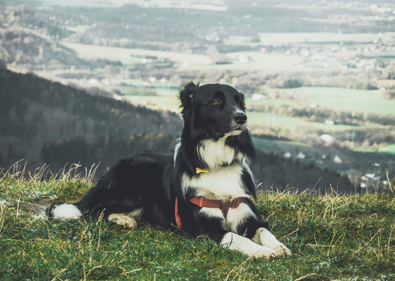 black, animal, winter, plant, domestic, relaxation, tourism, czechia, třinec, dog, domestic animals, cold, day, field, top, nature, pets, black color, land