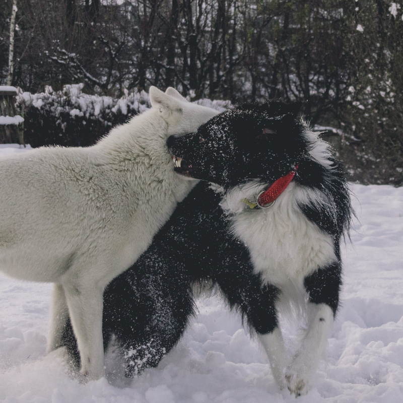 nature, winter, trinec, vertebrate, domestic animals, love, czechia, snowing, land, animal, animals, snow, cold temperature, canine, play, white color