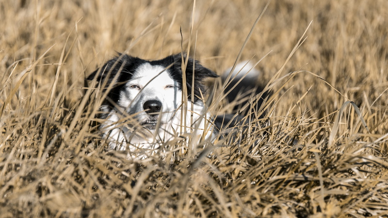 no people, outdoors, attractive, domestic animals, one animal, animals, 5K, happy, border, nature, mammal, dog, selective focus, puppy, day, animals in the wild