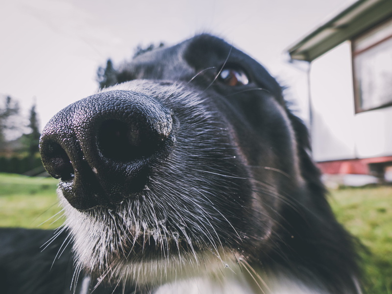 domestic animals, makro, animal head, cabin, trees, animal wildlife, dog, vendryně, black color, blur, nose, beauty, animal mouth, 4K, animal body part