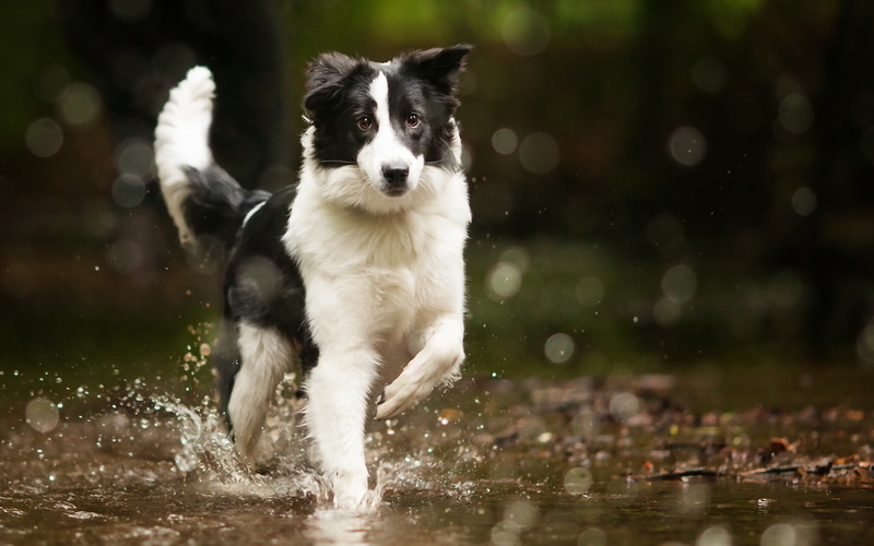 dog, 1080P, bordercollie, water