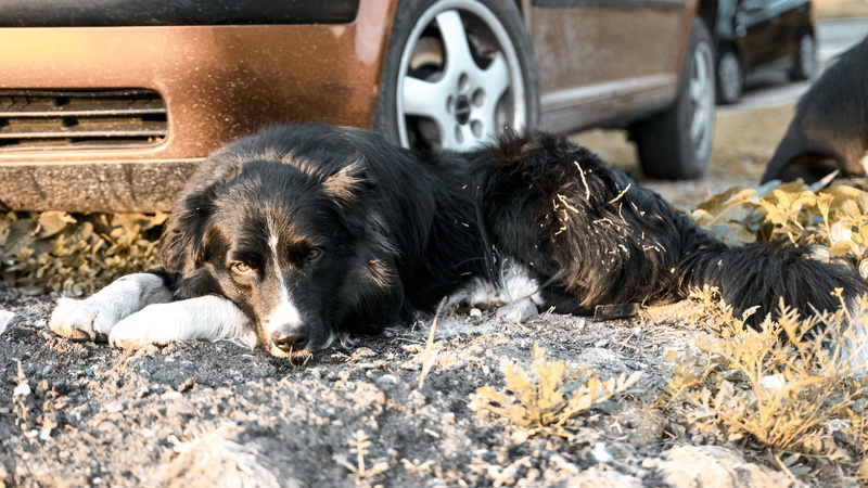 no people, border collie, pets, sunrise, sweet, animals, domestic animals, relaxation, dog, vertebrate, one animal, nature, outdoors, fur, domestic, 5K