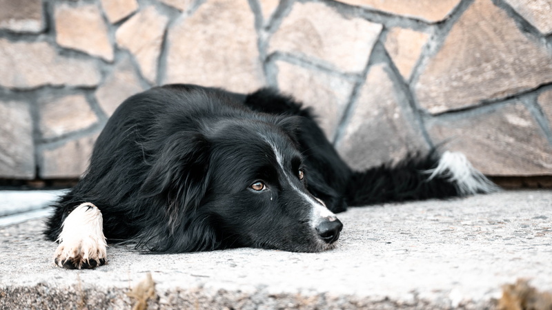 dog, day, portrait, attractive, pets, border, mammal, relaxation, nice, no people, sitting, dogs, puppy, canine, resting, domestic animals, fur, looking