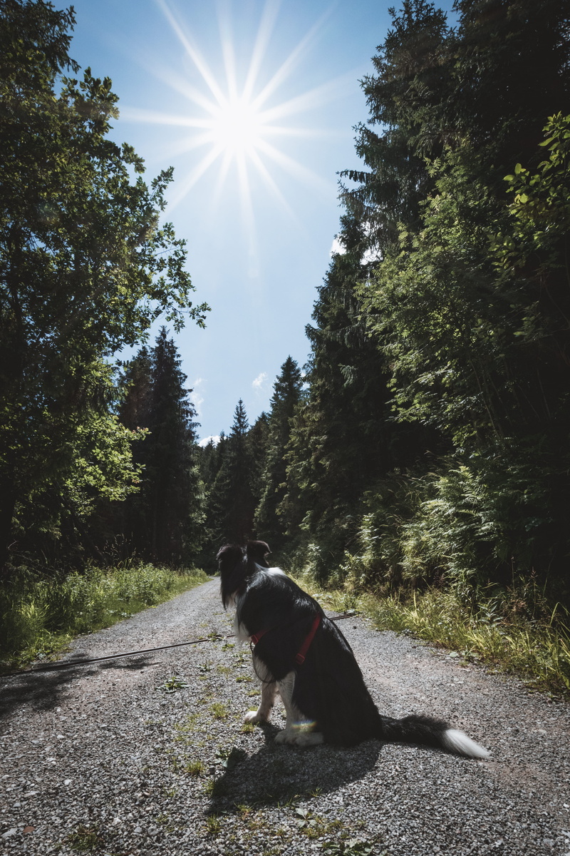 no people, domestic, třinec, nature, canine, peace, one animal, love, sunny, gutské peklo-národní přírodní rezervace, trees, domestic animals, czechia