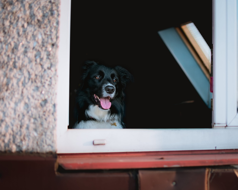 animal body part, bordercollie, window, czech, panting, sitting, dog, border collie, portrait, house, one animal, home, animal head, mouth open