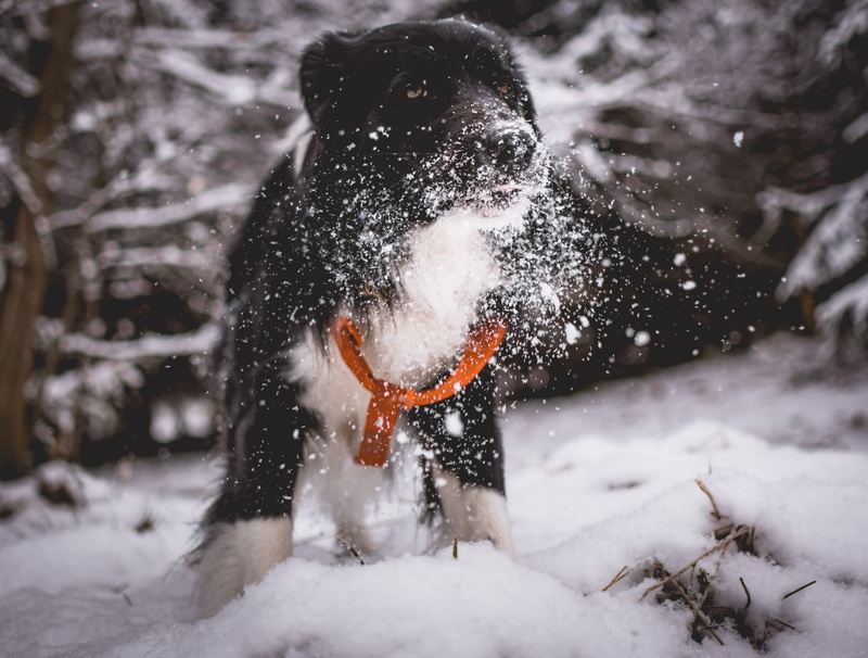 canine, playing, extreme weather, beautiful, pet, day, cold temperature, fun, snow, outdoors, doggy, dog, field, cold, short, playtime, 5K