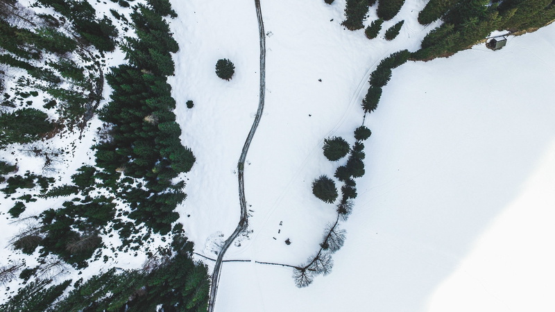powder snow, frozen, covering, beauty in nature, aerial, plants, paw print, top, nature, pine, land, fence, one animal, white color, forest, 4K, cold temperature