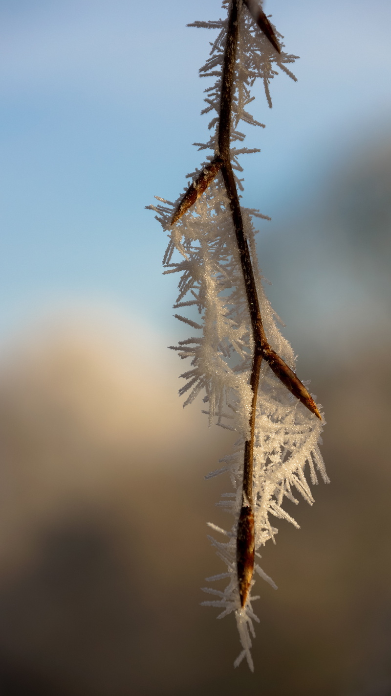wilted plant, dry, animal themes, tranquility, vulnerability, selective focus, outdoors, nature, sunlight, tree, branch, spiked, crystal, dead plant, wood