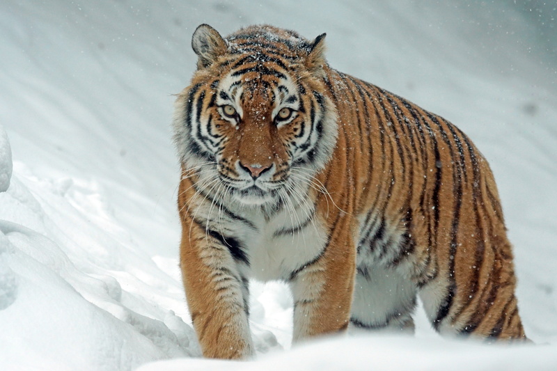 animal wildlife, portrait, dangerous, predator, winter, siberian, snowing, wildlife photography, amurtiger, animal themes, looking at camera, close-up