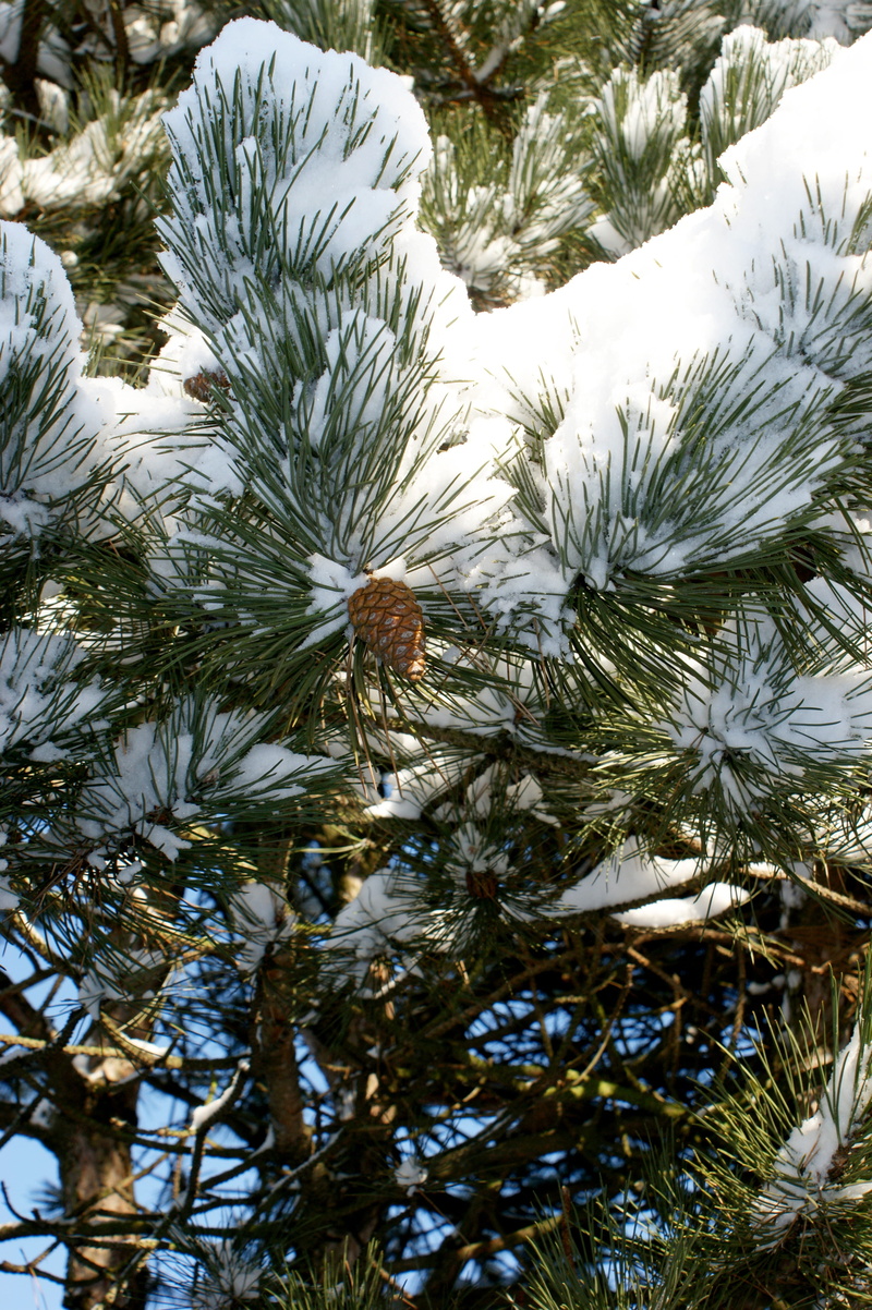 animal themes, evergreen Tree, land, plant, water, branch, christmas, Conifer, growth, day, pine branch, cold temperature, beauty in nature, high angle view