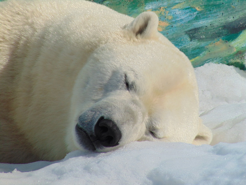 winter landscape, 2K, animal, cold temperature, animal head, close-up, animal themes, winter, head, water, nature, day, relaxation, polar, lying, ice