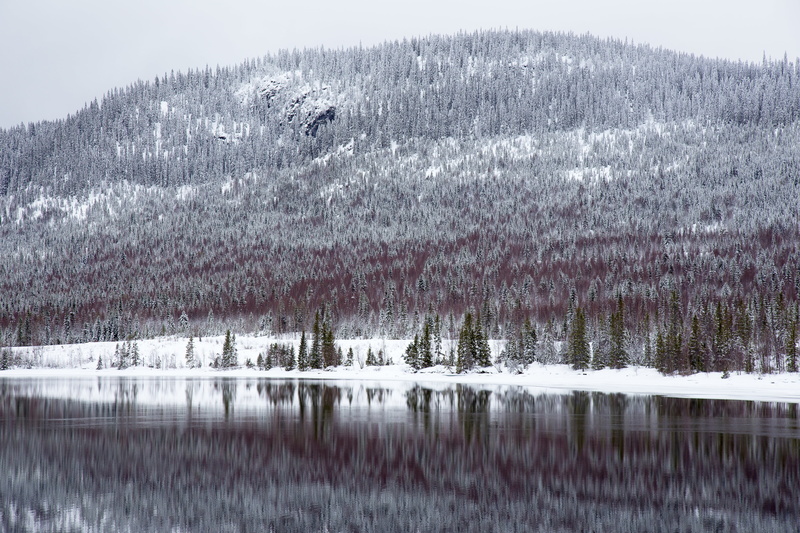 beauty in nature, trees, 5K, tree, tranquility, photography, gray, bird, pine tree, winter, highland, coniferous tree, no people, tranquil scene, focus on foreground