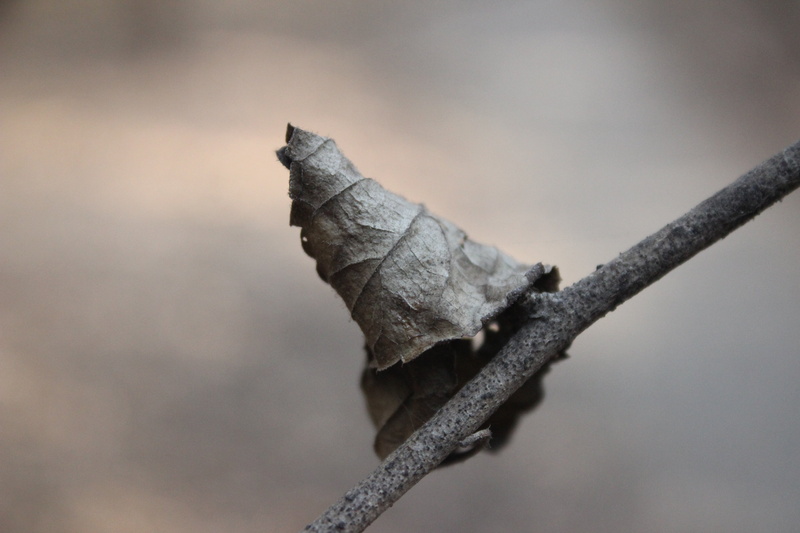 bright, texture, plant, spring, growth, animal wildlife, close-up, green, life, selective focus, vulnerability, metal, reptile, branch, color, flora, one animal