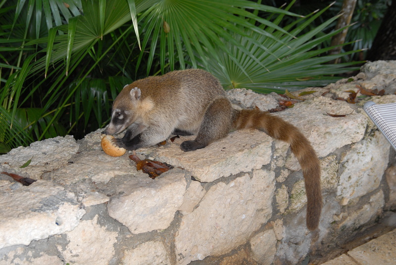 summer, day, warm, palm trees, cancun, dream holiday, exotic, sun, nature, travel, animal wildlife, 4K, paradise, solid, mammal, holiday, animals in the wild