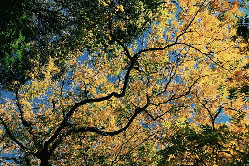 6 vale of health, full frame, backgrounds, united kingdom, sunlight, tree canopy, leaf, tree, 4K, day, no people, outdoors, sky, plant part