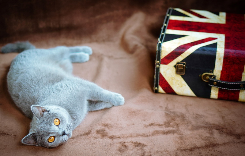 UK, suitcase, yellow, short, lies, fur, British, cat, grey, eyes, 1080P, flag