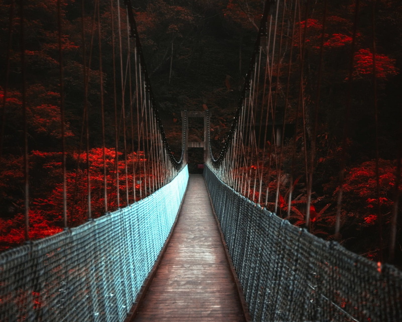 river, dark, rope, direction, uSA, tree, woodland, diminishing perspective, fall, water, built structure, travel, footbridge, forest, footpath, famous Place