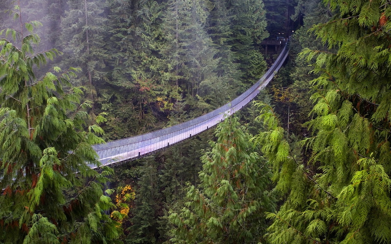summer, fear, forest, landscape, hinged, growth, road, hanging, non-urban scene, scenics - nature, travel, danger, gray, bridge - Vessel Part, winding road