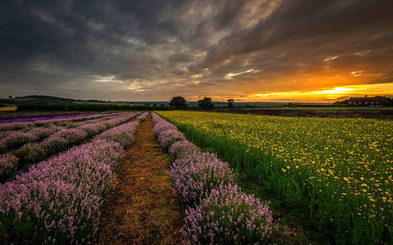 Night, Fields, 1080P, UK, Flowers, Lavender, England, Hampshire, Sunset