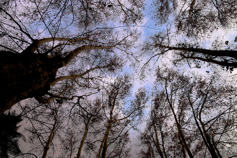 land, nature, tree canopy, low angle view, scenics - nature, trunk, season, algiers, hamma, tranquility, tree trunk, sky, garden, 5K, forest, day, no people