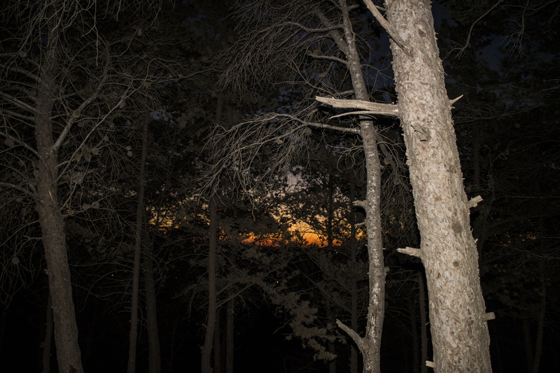 sidi mhamed, trunk, land, bare tree, 5K, tree, low angle view, spooky, sky, dark, algiers, algeria, night, nature, plant, tree trunk, branch, outdoors