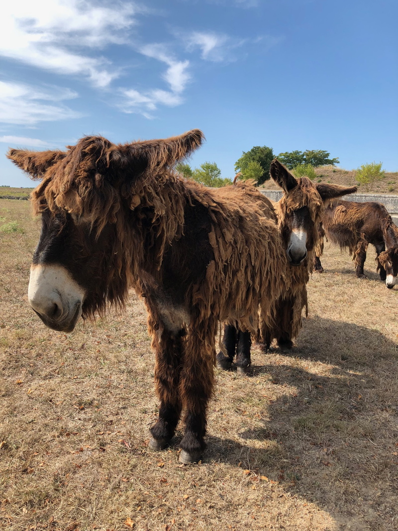 no people, livestock, one animal, nature, land, 4K, sky, day, pets, outdoors, sunlight, domestic, field, animal, animal themes, rasta, landscape, ils de re