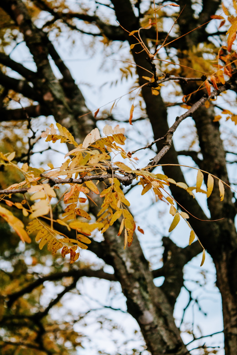 plant, branch, beauty in nature, 5K, spring, plant part, leaf, sky, tree, no people, rockville, congressional lane, growth, sunlight, nature, close-up
