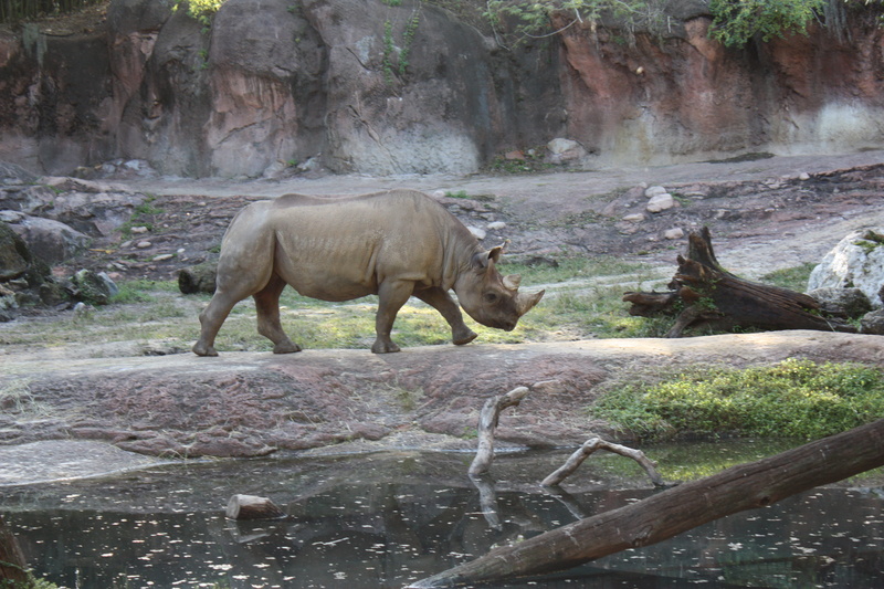 water, tour, animal, day, solid, animals in the wild, safari, bus stop - disneys animal kingdom theme park, no people, animal wildlife, herbivorous, outdoors